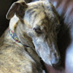 Meet your Posher, Sherry